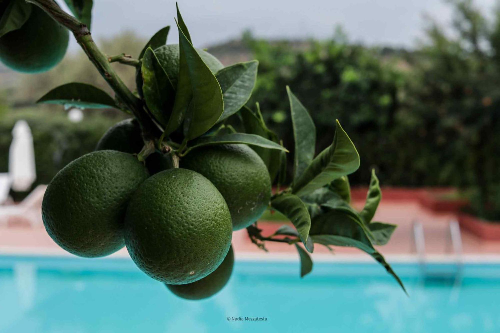 Il Casale Il Sole E La Margherita กัมโปเฟลิเช ดิ โรชเชลลา ภายนอก รูปภาพ